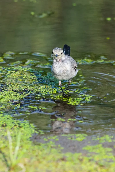 White Wagtail Motacilla Alba Wagtails Genus Songbirds Wagtail One Most — Stock Photo, Image