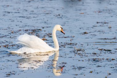 Gölet suyunda beyaz kuğu.