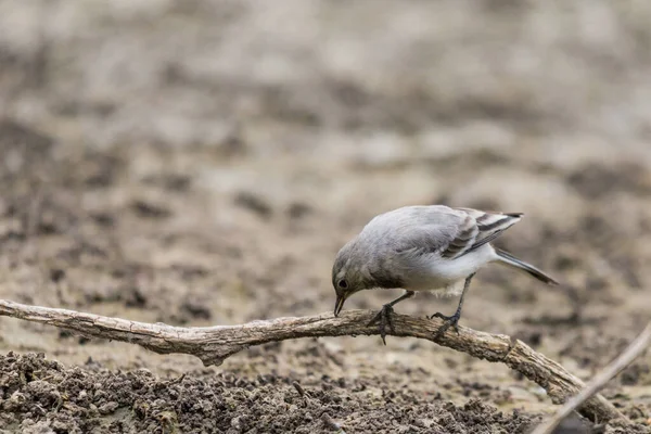 Vagão Branco Jovem Motacilla Alba Sentado Ramo Perto Rio Retrato — Fotografia de Stock