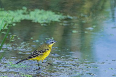 Vahşi doğada dişi Batı Sarı Wagtail veya Motacilla flava