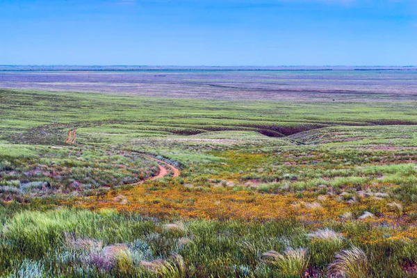 Wildflowers Blooming Wild Spring Steppe Colorful Flowering Field Forb — Stock Photo, Image