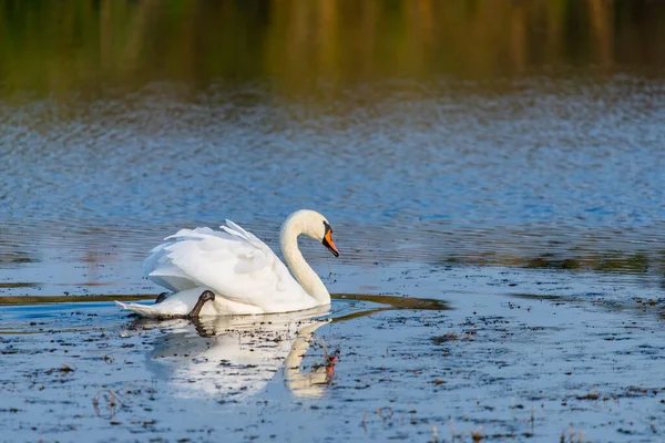 Белый Лебедь Воде Пруда — стоковое фото