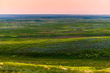 Vahşi bahar bozkırlarında açan kır çiçekleri. Forb ile renkli çiçek tarlası.