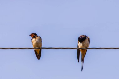 Bir kabloya tünemiş ahır kırlangıcı, mavi gökyüzü arka planına yakın.