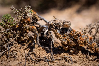 Doğadaki Phrynocephalus helioscopus agama 'nın yakın portresi.