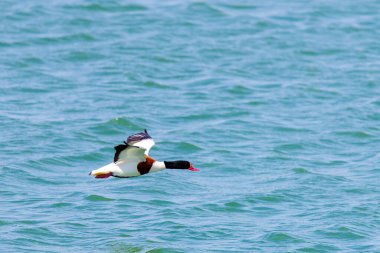 shelduck, tadorna tadorna, bekar erkek uçuş.