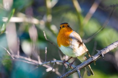 Kırmızı bir Robin veya Erithacus Rubecula. Bu kuş, bahçıvanlık sırasında düzenli bir yoldaştır..