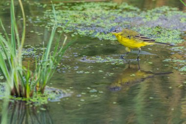 Vahşi doğada dişi Batı Sarı Wagtail veya Motacilla flava