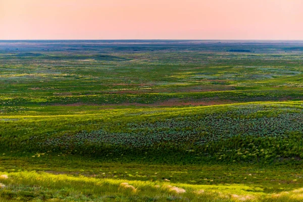 Vildblommor Blommar Vild Vårstäpp Färgglada Blommande Fält Med Gaffel — Stockfoto