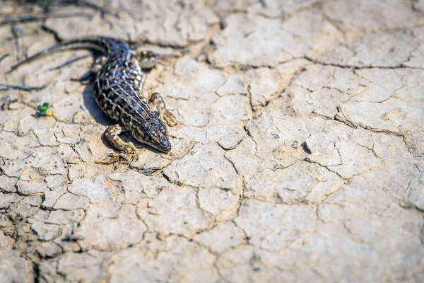 Steppe Runner Lizard Або Eremias Arguta Сухій Землі — стокове фото