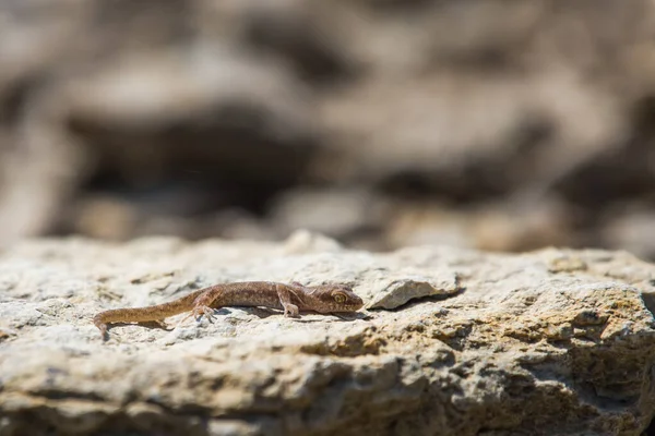 Parzystokopytny Gecko Rodzaj Alcophyllex Lub Skrzypiący Gecko Dzikiej Przyrody — Zdjęcie stockowe