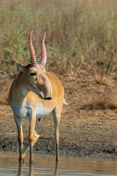 Wilde Männliche Saiga Antilope Oder Saiga Tatarica Der Steppe Föderales — Stockfoto