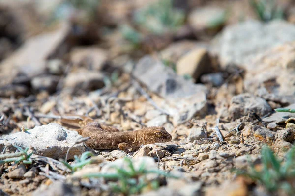 Parzystokopytny Gecko Rodzaj Alcophyllex Lub Skrzypiący Gecko Dzikiej Przyrody — Zdjęcie stockowe