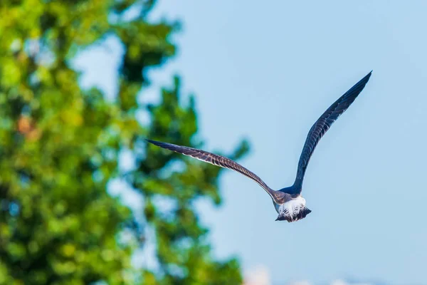 Gaivota Voo Natureza Conceito Pássaro Selvagem Natureza — Fotografia de Stock