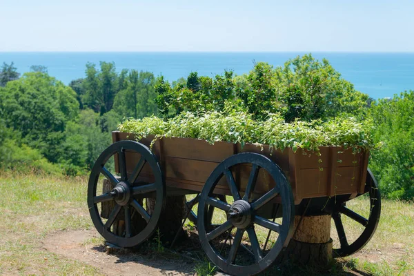 Plants Flowers Wood Old Wagon Garden — Stock Photo, Image