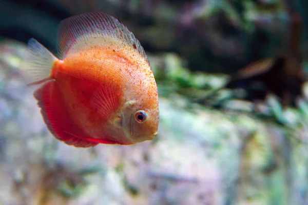 Édesvízi Akváriumi Halak Szimfizodon Discus Vagy Symphysodon — Stock Fotó