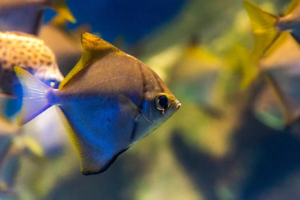 Monodactylus Argenteus Oder Silberner Mondfisch Aquarium — Stockfoto