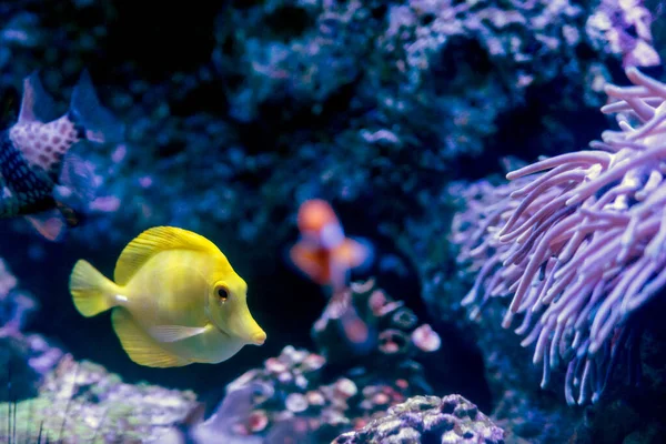 Gelber Hawaiianischer Tang Oder Zebrasoma Flavescens Aquarium — Stockfoto