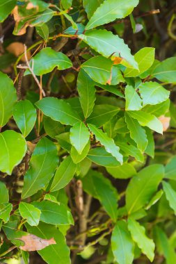 Laurus nobilis ya da Laurel Tree gündüz çekiminde yeşil yapraklar - Laurel arkaplan ağacı bırakır.