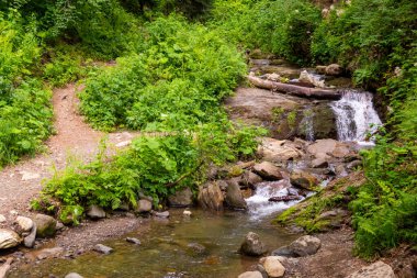 Ormandaki dağ deresi. Düşmüş kütükler ve dallar.