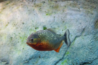 Kırmızı Göbekli Pirana ya da Pygocentrus nattereri 'ye yakın çekim.