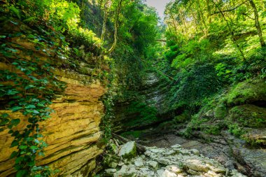 Ormanda kurak yaz mevsiminde kurak şelaleler. Korulukta bahar.