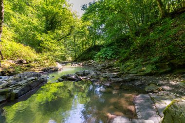 Ormanın derinliklerinde küçük bir nehir ya da dere.