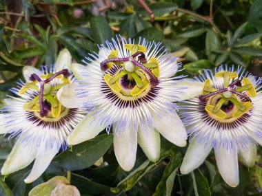 Bahçedeki Passiflora caerulea çiçeği. Manzara bahçe tasarımı.