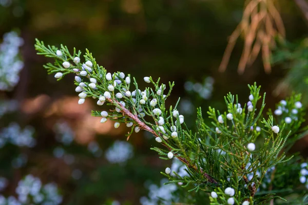 Sementes Dentro Cones Carnudos Juniper Juniperus Ramos — Fotografia de Stock