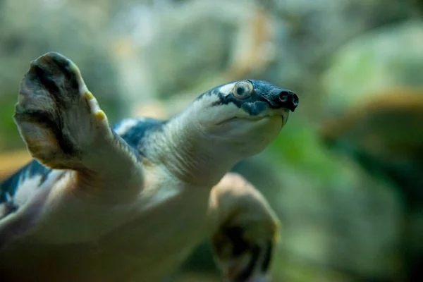 Pig Nosed Sköldpadda Eller Carettochelys Insculpta Även Känd Som Fly — Stockfoto