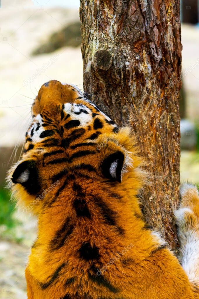 Siberian tiger, Panthera tigris altaica, also known as the Amur tiger.