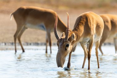 Vahşi erkek Saiga antilobu ya da bozkırdaki Saiga tataritası. Federal doğa rezervi Mekletinskii, Kalmykia, Rusya.
