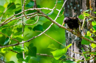 Vahşi doğanın dalında Avrupa sığırcığı