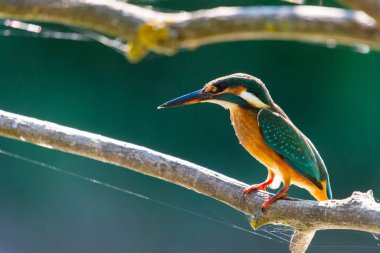 Avrupa 'da yaygın olan Kingfisher veya Alcedo nehrin yukarısındaki bir çubukta oturur ve balık avlar. Bu serçe büyüklüğünde kuş tipik bir kısa kuyruklu, büyük başlı balıkçı profiline sahip..