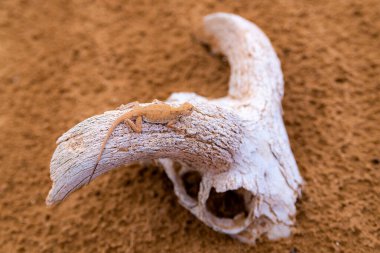 Kafatasında ya da kemiğinde benekli kurbağa kafalı Agama..