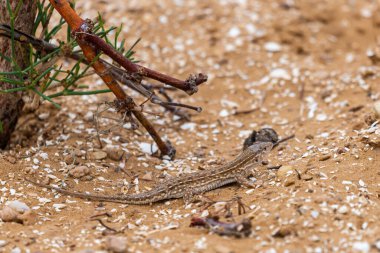 Steppe Runner Kertenkelesi veya Eremias arguta on sand.