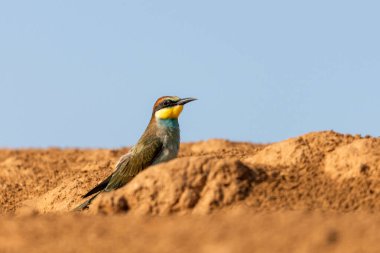 Avrupalı arı yiyici kuş bir yerde oturur.