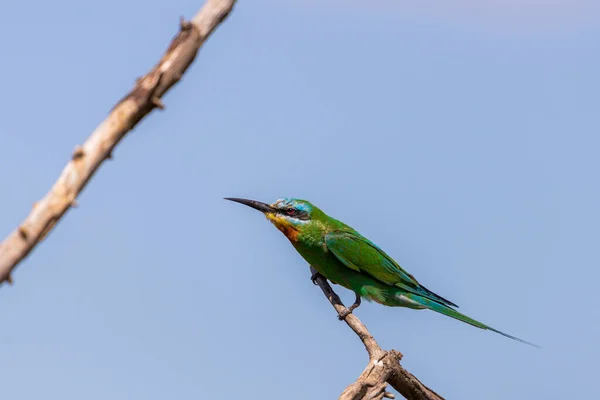 Close Blue Cheeked Bee Eater Sitting Branch Tree — Stock Photo, Image