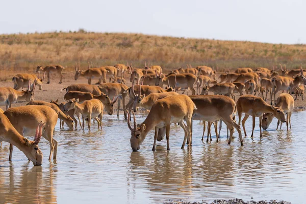 Saiga Antilop Vagy Saiga Tatarica Sztyeppén Szövetségi Természetvédelmi Terület Mekletinskii — Stock Fotó