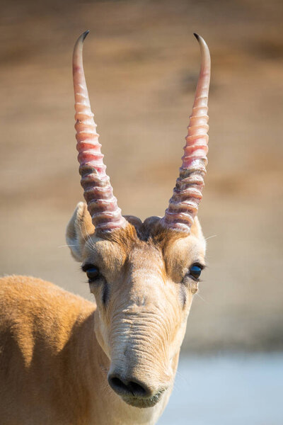 Дикий самец сайгака антилопы или сайгака татарики в степи. Федеральный заповедник "Меклетинский", Калмыкия, Россия.
