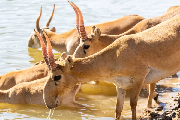 Saigas Lugar Riego Beber Agua Bañarse Durante Fuerte Calor Sequía —  Fotos de Stock