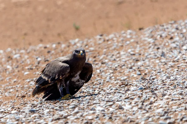 Steppe Eagle Pták Zemi Divoké Přírodě — Stock fotografie