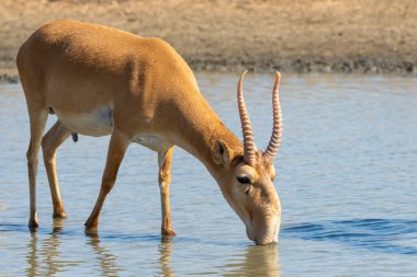 Vahşi erkek Saiga antilobu ya da bozkırdaki Saiga tataritası. Federal doğa rezervi Mekletinskii, Kalmykia, Rusya.