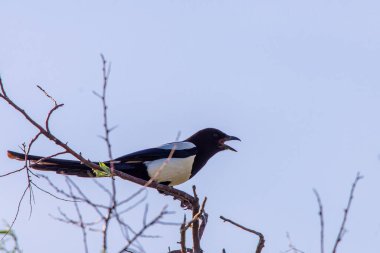 Genç Avrasyalı saksağan ya da vahşi doğanın dalında Pica Pica.