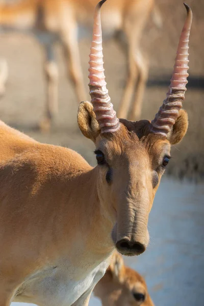 Antílope Saiga Macho Salvaje Saiga Tatarica Estepa Reserva Natural Federal —  Fotos de Stock