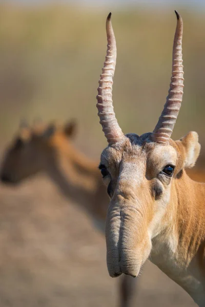 Vad Férfi Saiga Antilop Vagy Saiga Tatarica Sztyeppén Szövetségi Természetvédelmi — Stock Fotó