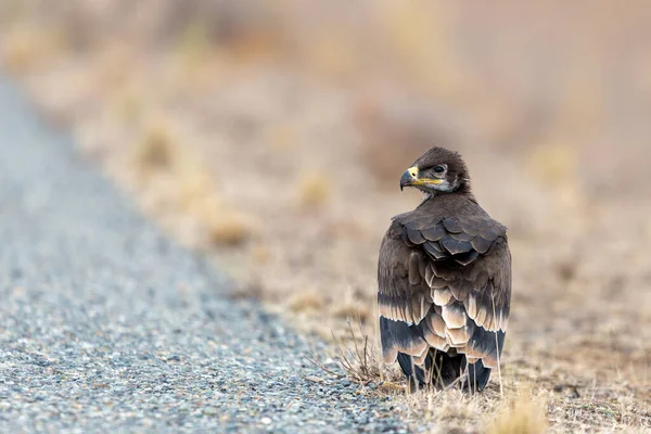 Primo Piano Aquila Steppa Giovane Aquila Terreno — Foto Stock