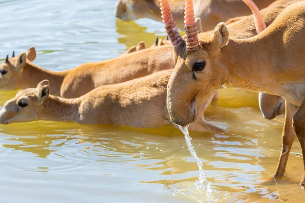 사이공 족들은 더위와 가뭄중에 마시고 목욕을 Saiga Tatarica Red Book — 스톡 사진