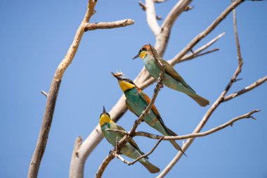 Avrupalı arı yiyici, Merops apiaster. Arı yiyen yaygın bir kuş..