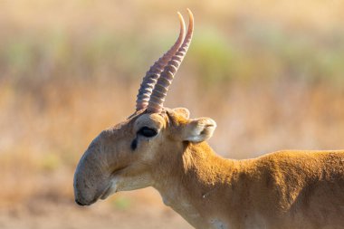 Vahşi erkek Saiga antilobu ya da bozkırdaki Saiga tataritası. Federal doğa rezervi Mekletinskii, Kalmykia, Rusya.